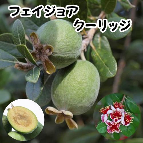 楽天市場】フェイジョア ア の通販