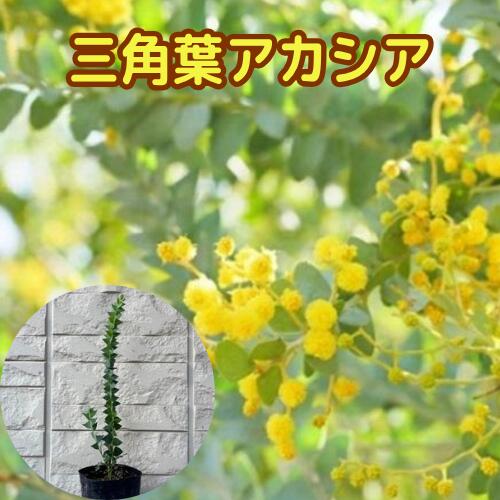 楽天市場】三角 葉 アカシア 花の通販