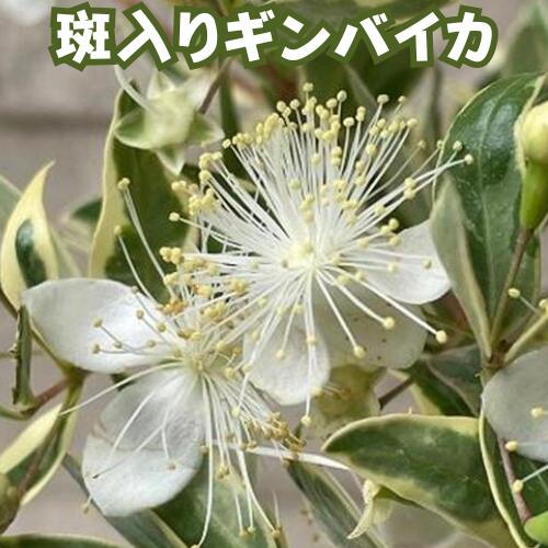 Rakuten - 斑入りギンバイカ 4号ポット苗