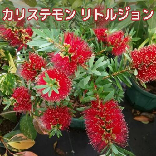 Rakuten - カリステモン リトルジョン 3号ポット苗 ブラシの木 金宝樹 苗木