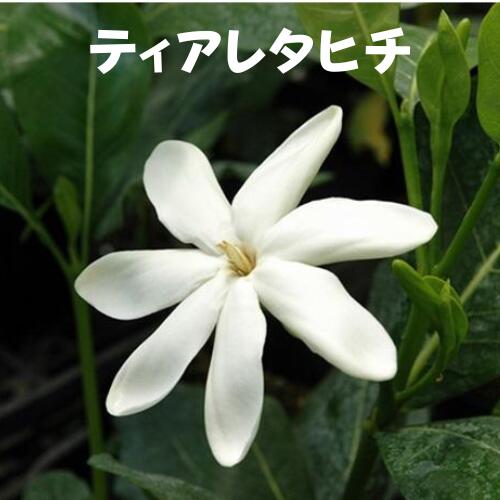 Rakuten - ティアレタヒチ（タヒチクチナシ））3.5号ポット苗