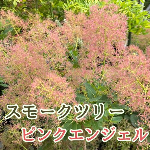 【現品4-1】スモークツリー ピンクエンジェル 8号ポット苗 苗木