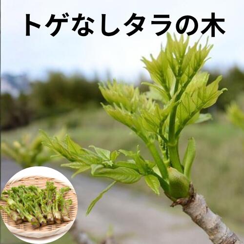 楽天市場】とげ なし タラ の 木の通販