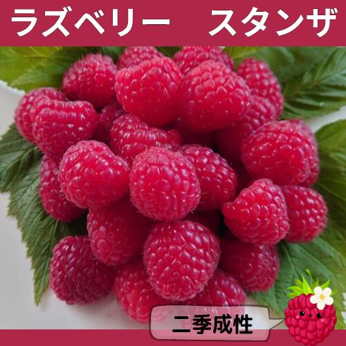 Other - ラズベリー スタンザ(R) 3.5号ポット 苗木