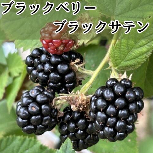 ブラックベリー ブラックサテン 挿木苗 3.5号ポット苗