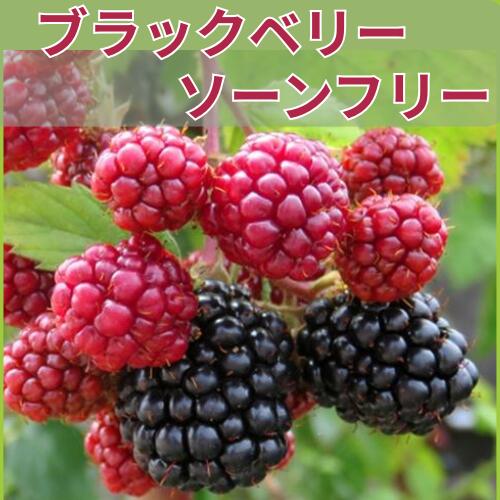 Rakuten - ブラックベリー ソーンフリー 挿木苗 3号ポット