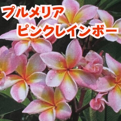 楽天市場】ハワイ（苗物｜ガーデニング・農業）：花・ガーデン・DIYの通販