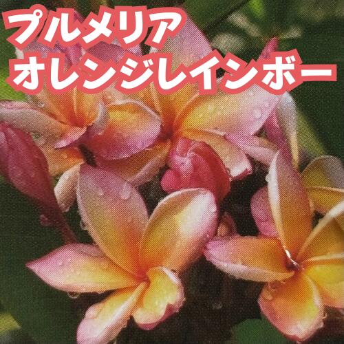 楽天市場】苗 プルメリア（苗物｜ガーデニング・農業）：花・ガーデン