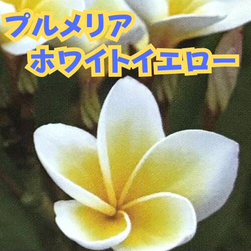 プルメリア 斑入り 高さ約40〜cm 斑入りプルメリア 5号｜観葉04-PA | 花木・庭木 | 赤塚植物園