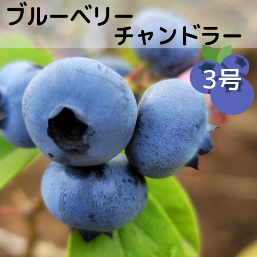 ブルーベリー チャンドラー 3号ポット 挿木1年生 ノーザンハイブッシュ系 苗木