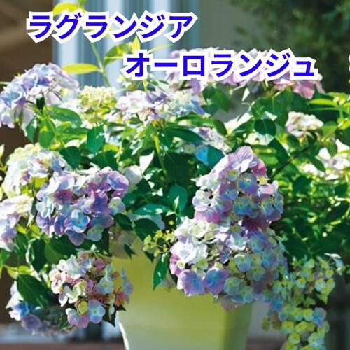 imgrc0104019265.jpg