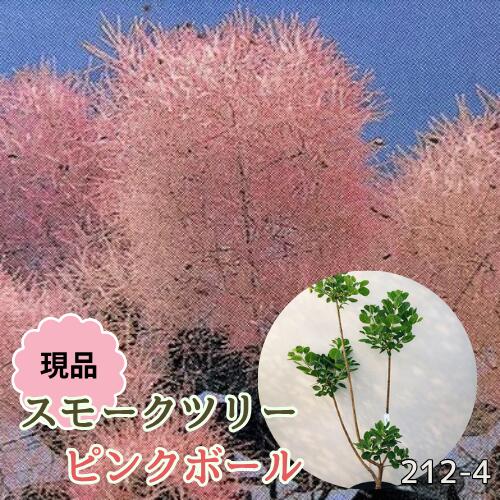 【現品212-4】スモークツリー ピンクボール 8号ポット苗