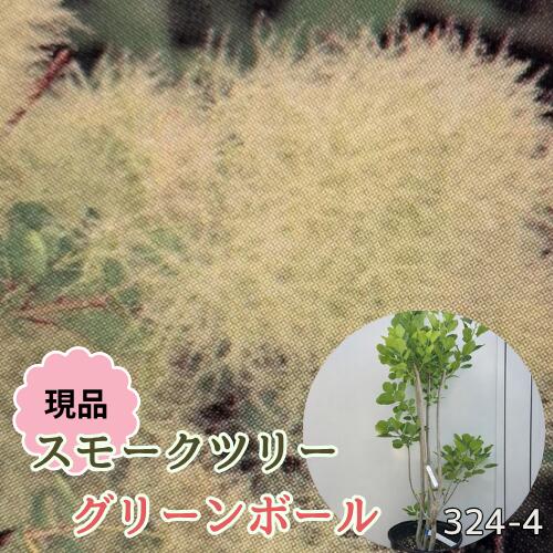 【現品324-4】スモークツリー グリーンボール 8号ポット苗