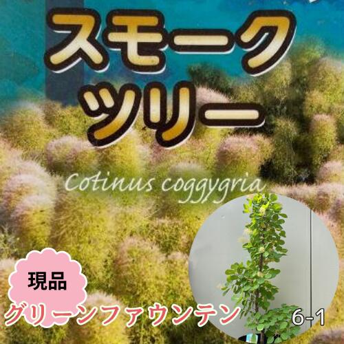 【現品6-1】スモークツリー グリーンファウンテン 8号ポット苗 苗木