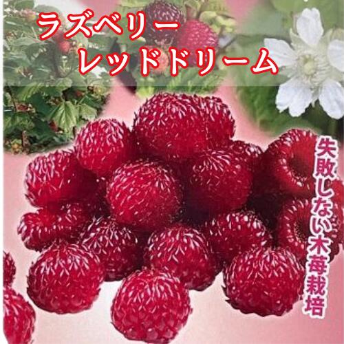 ラズベリー レッドドリーム 3.5号ポット苗
