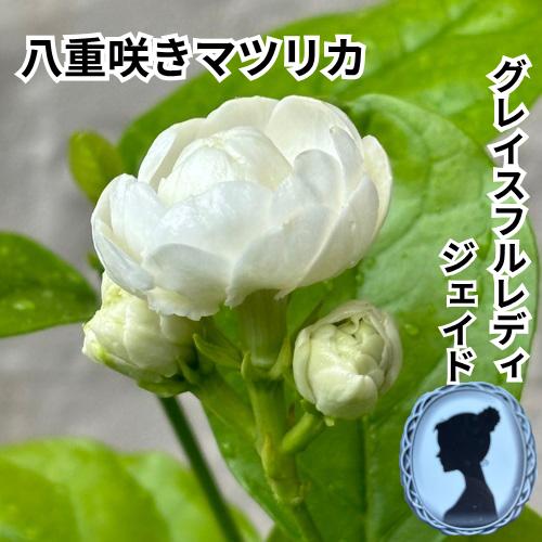 Rakuten - マツリカ 八重咲き グレイスフルレディ ジェイド 3.5号 苗