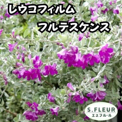 Rakuten - レウコフィルム フルテスケンス 3.5号ポット苗 苗木