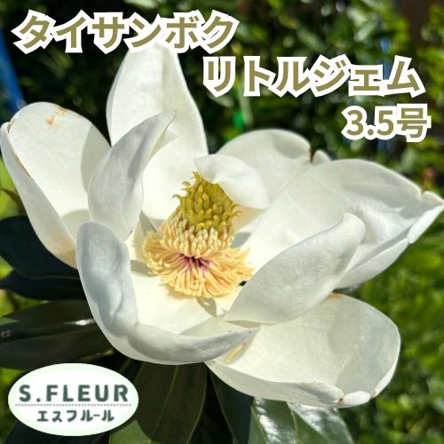 楽天市場】泰山木 苗の通販