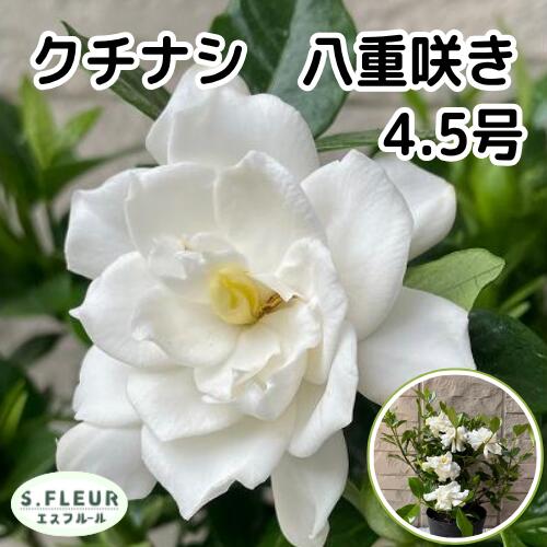 Rakuten - クチナシ 八重咲き 4.5号ポット 苗木