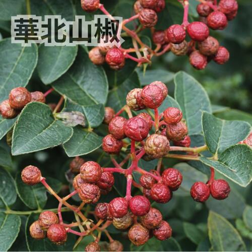 楽天市場】花椒（ガーデニング・農業｜花・ガーデン・DIY）の通販