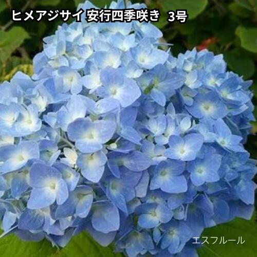 Rakuten - ヒメアジサイ 安行四季咲き 3号ポット 苗木