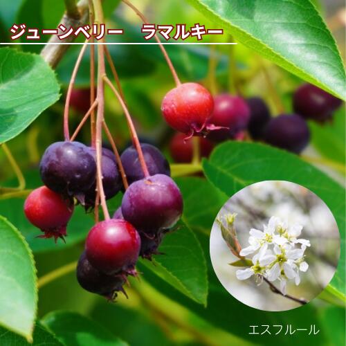 Rakuten - ジューンベリー ラマルキー 3.5号 ポット苗 挿し木苗 苗木