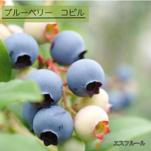 ブルーベリーコビル3号ポット挿木1...