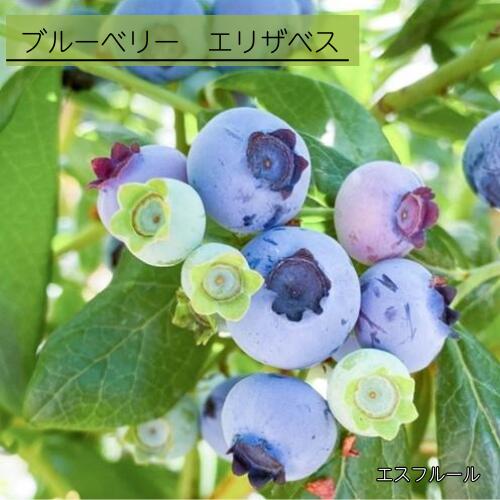 ブルーベリーエリザベス挿木1年生苗...