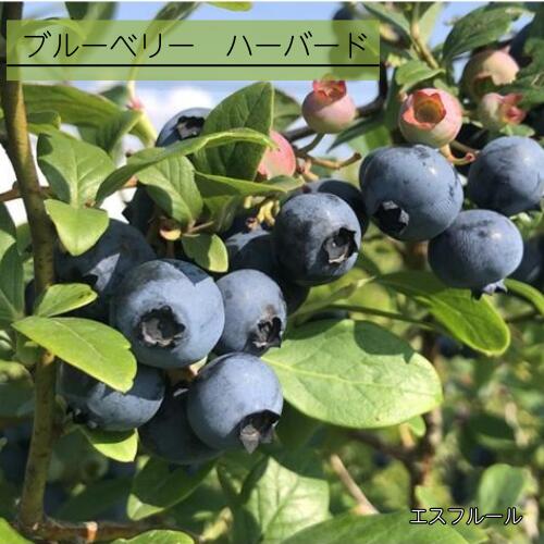 大実品種で果肉が柔らかく、皮が薄く舌触りも良いジューシーな品種です。 生食はもちろん、ジュースやジャムなどの素材としても利用できます。 自家結実性がありますが、他の品種を近くに植えて受粉させると実付きが良くなります。 ノーザンハイブッシュ系 商品詳細 科目 ツツジ科 分類 落葉低木 開花期 4月頃 収穫時期 6〜7月頃 最終樹高 2m位 生育環境 日向 耐寒温度 強 自家結実性 あり（自家結実性が弱いため、同系の別品種を近くに植えて下さい。） お届け状態 3号ポット　挿木1年生苗　高さ鉢下から25cm位 ●モニター発色の具合により色合いが異なる場合がございます。 ●掲載している写真はイメージです。 ●植物には個体差があり、日々生長していきます。お届け時には掲載画像と異なる場合が御座います。 （入荷状況や、生長年数は同じでも生長度合いにより大きさは異なります。画像はあくまでも目安としてご覧下さい。） ※営業日(平日12:00、土日祝9:00)までのご注文が当日発送の対象となります。 ※銀行振込やコンビニ決済(前払い)の場合:営業日の平日12:00、営業日の土日祝9:00までにご入金が確認できた場合のみ当日発送いたします。 （お支払手続きからご入金の確認までお時間がかかる場合がございます） ※詳しくは受注・発送カレンダーでご確認ください。 ※【当日発送(当日出荷)】とは注文をお受けした当日に配送業者に出荷することです。 　　・注文した当日に商品が届くということではありませんのでご注意ください。 　　・お届け日は「配送予定」を確認してください。 　　（記載されている最短お届け日はあくまでも目安となっております。） ※当日発送(当日出荷)商品と同時に通常発送商品を購入された場合は、翌営業日以降での発送となります。 ※取り扱い商品が植物の為、商品検品時に不具合があった場合、キャンセルをさせていただく場合がございます。 ※出荷までのお時間が短いため、キャンセルは承れません。