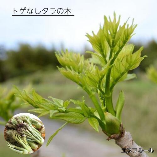 トゲなしタラの木 3.5号ポット苗 苗木
