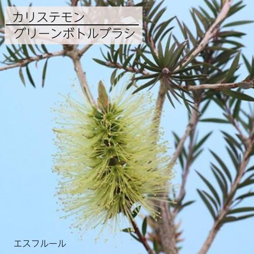 花姿がビンを洗うブラシ似ていることからブラシの木とも呼ばれています。 グリーンボトルブラシは、葉も樹形もコンパクトで初夏に爽やかな色の薄緑色の花を咲かせます。 シンボルツリーにも向きます。 別名「金宝樹（キンポウジュ）」 商品詳細 科目 フトモモ科 分類 半耐寒性常緑樹 開花期 5〜6月頃 収穫期 ー 最終樹高 3〜4m位 生育環境 日向 耐寒温度 中 自家結実性 ー お届け状態 5号ポット苗　高さ鉢下から50cm位 ●モニター発色の具合により色合いが異なる場合がございます。 ●掲載している写真はイメージです。 ●植物には個体差があり、日々生長していきます。お届け時には掲載画像と異なる場合が御座います。 （入荷状況や、生長年数は同じでも生長度合いにより大きさは異なります。画像はあくまでも目安としてご覧下さい。） ※営業日(平日12:00、土日祝9:00)までのご注文が当日発送の対象となります。 ※銀行振込やコンビニ決済(前払い)の場合:営業日の平日12:00、営業日の土日祝9:00までにご入金が確認できた場合のみ当日発送いたします。 （お支払手続きからご入金の確認までお時間がかかる場合がございます） ※詳しくは受注・発送カレンダーでご確認ください。 ※【当日発送(当日出荷)】とは注文をお受けした当日に配送業者に出荷することです。 　　・注文した当日に商品が届くということではありませんのでご注意ください。 　　・お届け日は「配送予定」を確認してください。 　　（記載されている最短お届け日はあくまでも目安となっております。） ※当日発送(当日出荷)商品と同時に通常発送商品を購入された場合は、翌営業日以降での発送となります。 ※取り扱い商品が植物の為、商品検品時に不具合があった場合、キャンセルをさせていただく場合がございます。 ※出荷までのお時間が短いため、キャンセルは承れません。