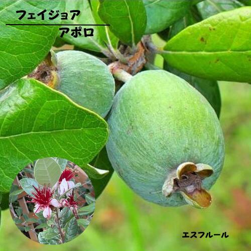 楽天市場】フェイジョア（苗物｜ガーデニング・農業）：花・ガーデン