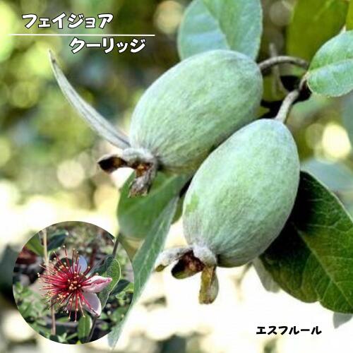 楽天市場】フェイジョア アポロ クーリッジの通販