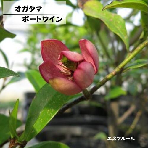 カラタネオガタマの赤花品種で花弁が赤いワイン色に染まります。 花には強い芳香があり、バナナの香りに似ていることから「バナナの木」とも呼ばれます。 葉も艶やかで花付きがよく、花期も長いためシンボルツリーに適しています。 商品詳細 科目 モクレン科 分類 常緑高木 開花期 5月位 最終樹高 2〜5m位　 生育環境 日向 耐寒温度 中 自家結実性 ー お届け状態 3.5号ポット苗　高さ鉢下から25cm位 ●モニター発色の具合により色合いが異なる場合がございます。 ●掲載している写真はイメージです。 ●植物には個体差があり、日々生長していきます。お届け時には掲載画像と異なる場合が御座います。 （入荷状況や、生長年数は同じでも生長度合いにより大きさは異なります。画像はあくまでも目安としてご覧下さい。） ※営業日(平日12:00、土日祝9:00)までのご注文が当日発送の対象となります。 ※銀行振込やコンビニ決済(前払い)の場合:営業日の平日12:00、営業日の土日祝9:00までにご入金が確認できた場合のみ当日発送いたします。 （お支払手続きからご入金の確認までお時間がかかる場合がございます） ※詳しくは受注・発送カレンダーでご確認ください。 ※【当日発送(当日出荷)】とは注文をお受けした当日に配送業者に出荷することです。 　　・注文した当日に商品が届くということではありませんのでご注意ください。 　　・お届け日は「配送予定」を確認してください。 　　（記載されている最短お届け日はあくまでも目安となっております。） ※当日発送(当日出荷)商品と同時に通常発送商品を購入された場合は、翌営業日以降での発送となります。 ※取り扱い商品が植物の為、商品検品時に不具合があった場合、キャンセルをさせていただく場合がございます。 ※出荷までのお時間が短いため、キャンセルは承れません。