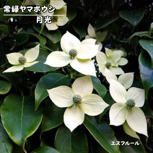 楽天市場】十五夜 ヤマボウシの通販