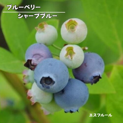 楽天市場】ブルーベリー シャープブルーの通販