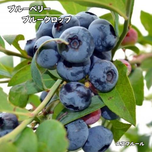 楽天市場】ブルーベリー ブルークロップ 苗木の通販