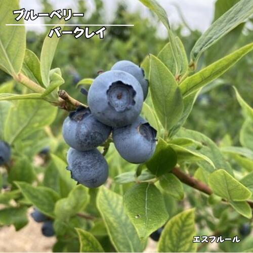 大粒の果実で香りが良く、酸味が少ないので生食向きです。 自家結実性がありますが、他の品種を近くに植えて受粉させると実付きが良くなります。 ノーザンハイブッシュ系 商品詳細 科目 ツツジ科 分類 落葉低木 開花期 4〜5月頃 収穫時期 6〜7月頃 最終樹高 1.5m位 生育環境 日向 耐寒温度 強 自家結実性 あり（自家結実性が弱いため、同系の別品種を近くに植えて下さい。） お届け状態 3号ポット 挿木1年生苗　高さ鉢下から30cm位 ●モニター発色の具合により色合いが異なる場合がございます。 ●掲載している写真はイメージです。 ●植物には個体差があり、日々生長していきます。お届け時には掲載画像と異なる場合が御座います。 （入荷状況や、生長年数は同じでも生長度合いにより大きさは異なります。画像はあくまでも目安としてご覧下さい。） ※営業日(平日12:00、土日祝9:00)までのご注文が当日発送の対象となります。 ※銀行振込やコンビニ決済(前払い)の場合:営業日の平日12:00、営業日の土日祝9:00までにご入金が確認できた場合のみ当日発送いたします。 （お支払手続きからご入金の確認までお時間がかかる場合がございます） ※詳しくは受注・発送カレンダーでご確認ください。 ※【当日発送(当日出荷)】とは注文をお受けした当日に配送業者に出荷することです。 　　・注文した当日に商品が届くということではありませんのでご注意ください。 　　・お届け日は「配送予定」を確認してください。 　　（記載されている最短お届け日はあくまでも目安となっております。） ※当日発送(当日出荷)商品と同時に通常発送商品を購入された場合は、翌営業日以降での発送となります。 ※取り扱い商品が植物の為、商品検品時に不具合があった場合、キャンセルをさせていただく場合がございます。 ※出荷までのお時間が短いため、キャンセルは承れません。