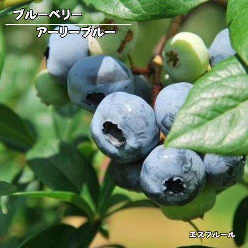 甘みと酸味のバランスがよく濃厚な味わいです。 早生品種で樹勢は強く、直立性です。 自家結実性がありますが、他の品種を近くに植えて受粉させると実付きが良くなります。 ノーザンハイブッシュ系 商品詳細 科目 ツツジ科 分類 落葉低木 開花期 4月頃 収穫時期 6〜7月頃 最終樹高 1.5m位 生育環境 日向 耐寒温度 強 自家結実性 あり（自家結実性が弱いため、同系の別品種を近くに植えて下さい。） お届け状態 3号ポット 挿木1年生苗　高さ鉢下から30cm位 ●モニター発色の具合により色合いが異なる場合がございます。 ●掲載している写真はイメージです。 ●植物には個体差があり、日々生長していきます。お届け時には掲載画像と異なる場合が御座います。 （入荷状況や、生長年数は同じでも生長度合いにより大きさは異なります。画像はあくまでも目安としてご覧下さい。） ※営業日の平日12:00、土日祝9:00までのご注文が当日発送の対象となります。 ※銀行振込やコンビニ決済(前払い)の場合:営業日の平日12:00、土日祝9:00までにご入金が確認できた場合のみ当日発送いたします。 （お支払手続きからご入金の確認までお時間がかかる場合がございます） ※【当日発送(当日出荷)】とは注文をお受けした当日に配送業者に出荷することです。 　　・注文した当日に商品が届くということではありませんのでご注意ください。 　　・お届け日は「配送予定」を確認してください。 　　（記載されている最短お届け日はあくまでも目安となっております。） ※当日発送(当日出荷)商品と同時に通常発送商品を購入された場合は、翌営業日以降での発送となります。 ※取り扱い商品が植物の為、商品検品時に不具合があった場合、キャンセルをさせていただく場合がございます。 ※出荷までのお時間が短いため、キャンセルは承れません。