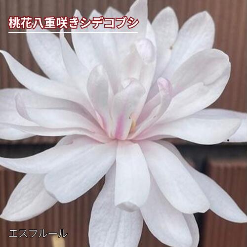 楽天市場】木蓮 苗の通販