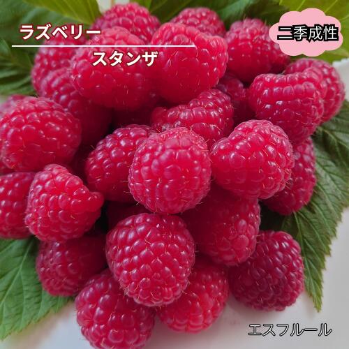 楽天市場】ラズベリー苗木の通販
