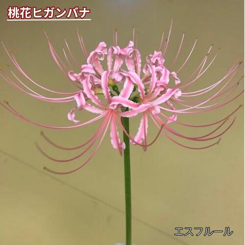 楽天市場】リコリス 球根（開花時期秋）の通販