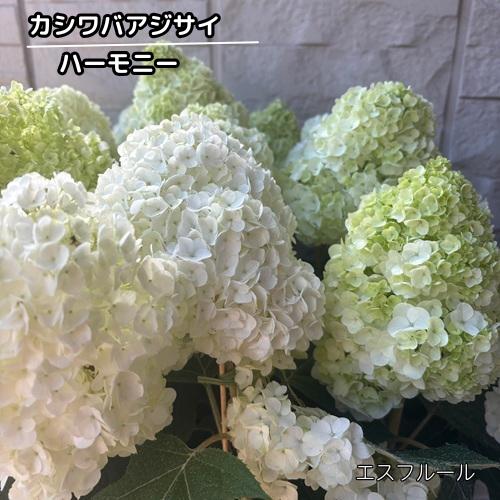 カシワバアジサイハーモニー3.5号...