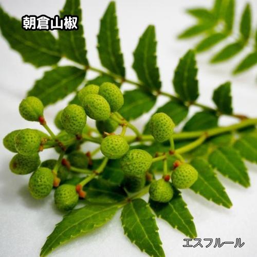 楽天市場】スーパー朝倉山椒の通販