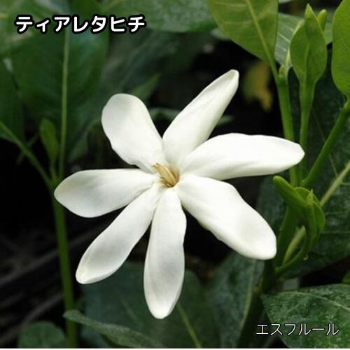 楽天市場】ティアレ 苗の通販