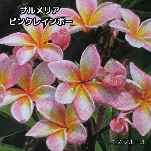 楽天市場】プルメリア（ガーデニング・農業｜花・ガーデン・DIY）の通販