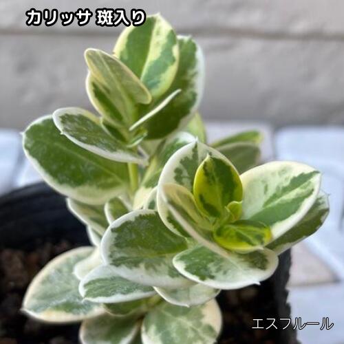 楽天市場】キャッサバ の 苗の通販