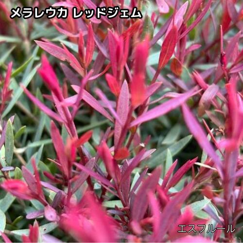 楽天市場】メラレウカ レッドジェム（花・ガーデン・DIY）の通販