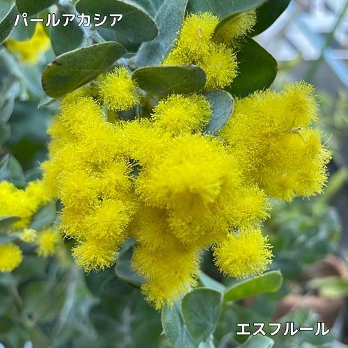 楽天市場】ミモザ パールアカシアの通販