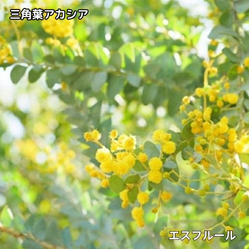 楽天市場】三角葉 アカシアの通販